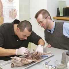 Biology professor helps student with dissection