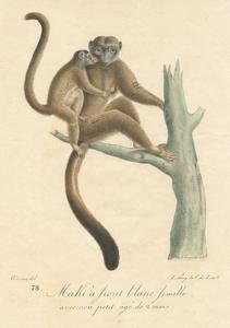 Mothering White-Headed Lemur Print