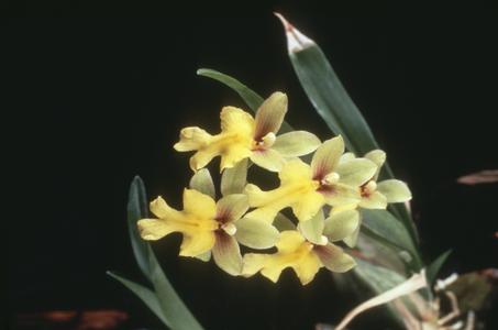 Mexicoa ghiesbreghtiana orchid