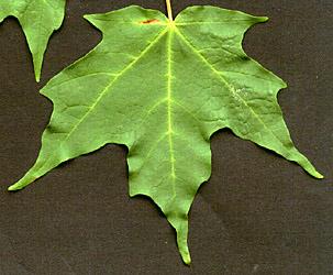 Palmately veined and lobed leaf of sugar maple