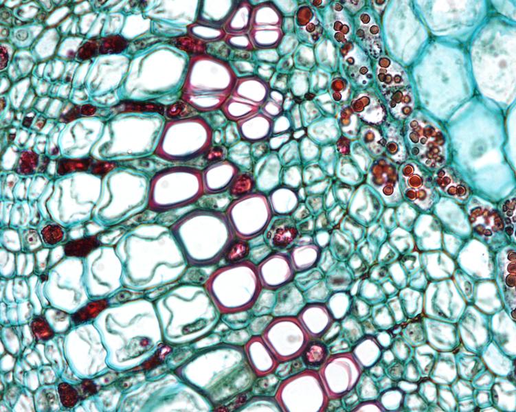 Cross section through a pine stem with view of xylem, phloem and vascular  cambium - UWDC - UW-Madison Libraries