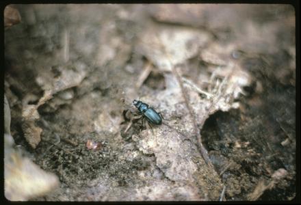 Beetle found under log on forest floor