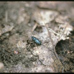 Beetle found under log on forest floor