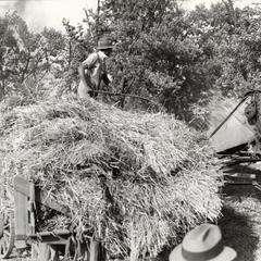 Threshing, 1920's, photo 4. Union Grove, Wisconsin