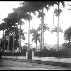 Avenue of palms
