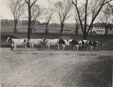 Six generations of the UW Dairy Herd