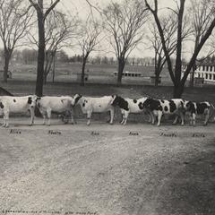 Six generations of the UW Dairy Herd
