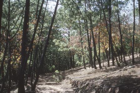 Open, pine-oak cloud forest, Sierra de Manantlán