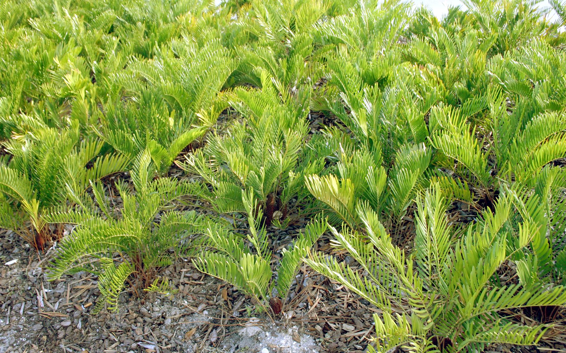 Zamia pumila - mass planting - St. Augustine, Florida