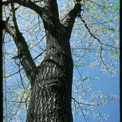 Red oak in spring, Ridgeland