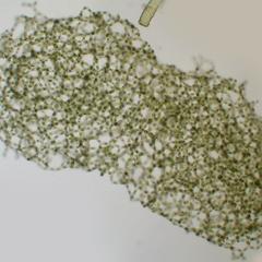 Hydrodictyon - young colony