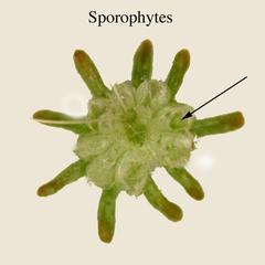 Marchantia - underside of archegoniophore with attached sporophytes