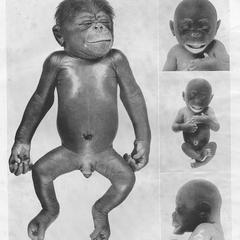 Chimpanzee Fetus Print