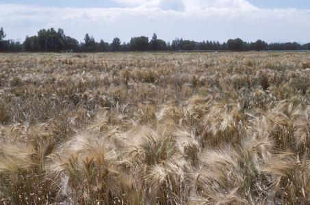 Wheat fields at CIMMYT