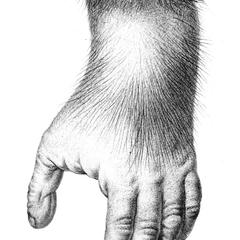 Chimpanzee Foot Print