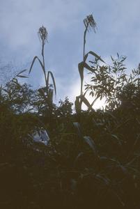 Tripsacum maizar grass, east of Aguacate