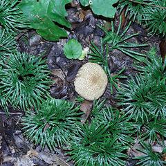 Diphasiastrum - growing with puffball