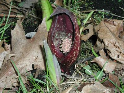 Inflorescence of Skunk cabbage