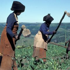 Xhosa Transkei farming