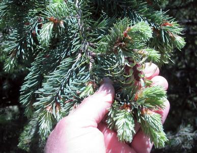 Douglas fir with new growth including newly emergent ovulate cones