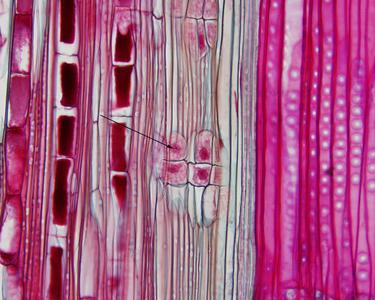 Albuminous cells 60x objective - phloem in longitudinal section of pine stem