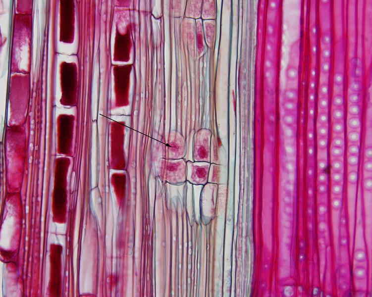 albuminous-cells-60x-objective-phloem-in-longitudinal-section-of