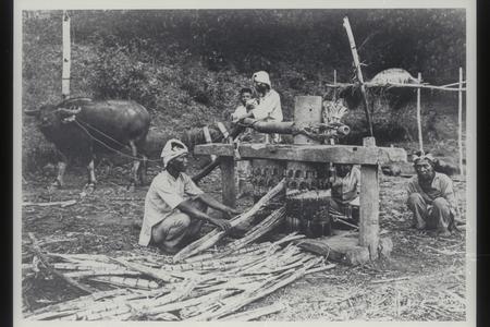 Grinding sugar cane, Ilocos Norte, 1926