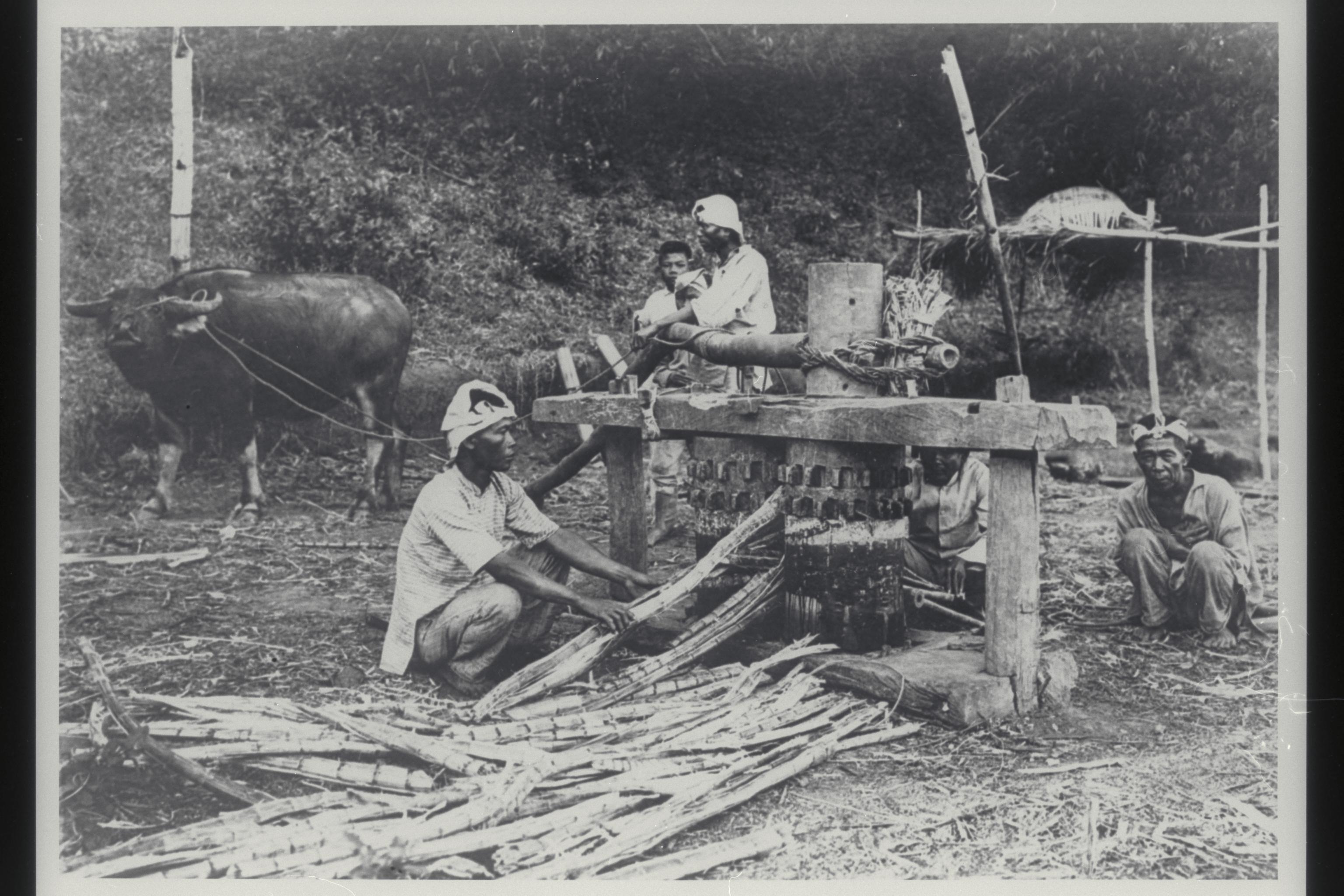 ‎Grinding sugar cane, Ilocos Norte, 1926 UWDC UWMadison Libraries