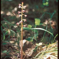 Spotted coral root