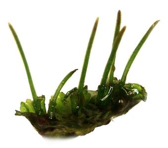 Hornwort  gametophyte with sporophytes