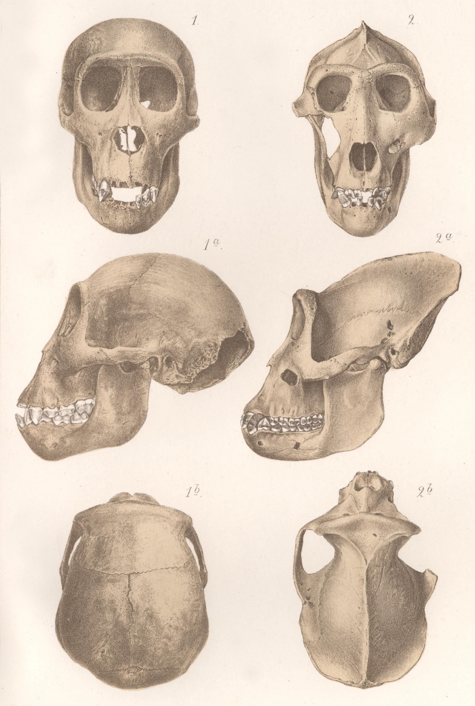 Gorilla and Chimpanzee Skulls Print - UWDC - UW-Madison Libraries