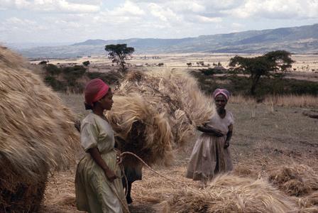 Stacking and Storing Wheat for Protection from Rain