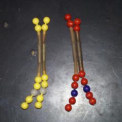 Pop beads modeling a pair of homologous chromosomes each with two chromatids