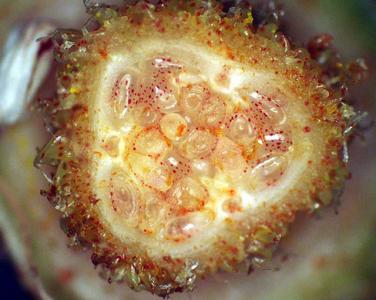View of ovules of Bixa