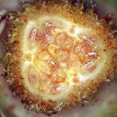 View of ovules of Bixa