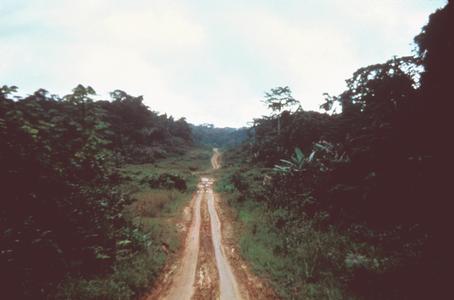 Typical Rural Road through Forest
