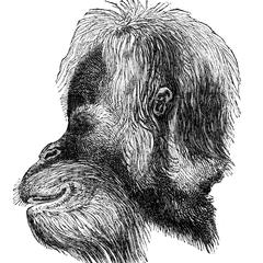 Head of the Adult Sumatran Orang, from Dr. C. Abel