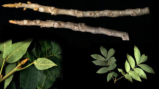 Carya cordiformis composite : leafy twig, winter twig and apical bud