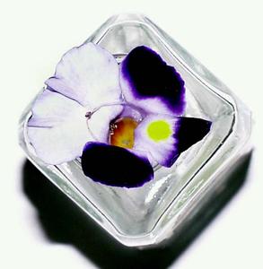 Face view of a flower of Torenia