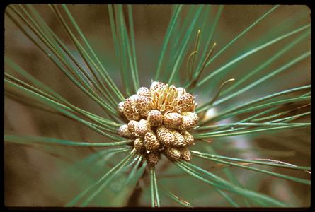 Red pine, staminate cones