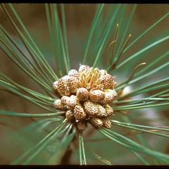 Red pine, staminate cones