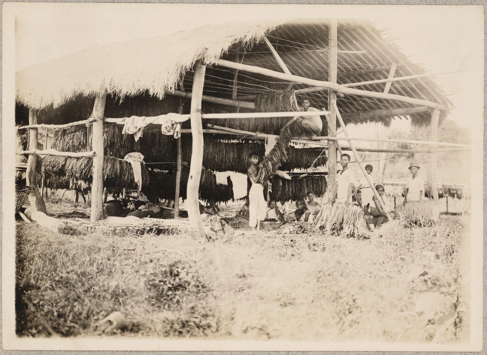 ‎Curing Tobacco In Cagayan Valley - UWDC - UW-Madison Libraries