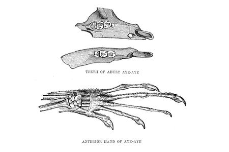 Teeth of Adult Aye-Aye and Anterior Hand of Aye-Aye