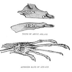 Teeth of Adult Aye-Aye and Anterior Hand of Aye-Aye