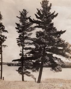 Pines on Gross Lake
