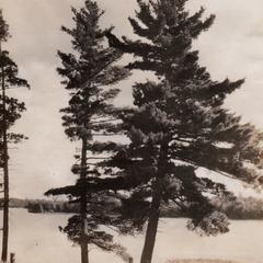 Pines on Gross Lake