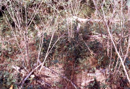 Cassava (Manioc) Field