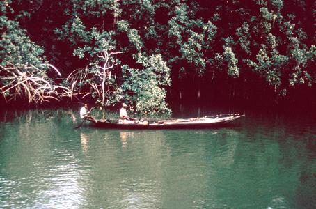 Mangrove Forest in Calabar Area