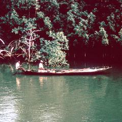 Mangrove Forest in Calabar Area