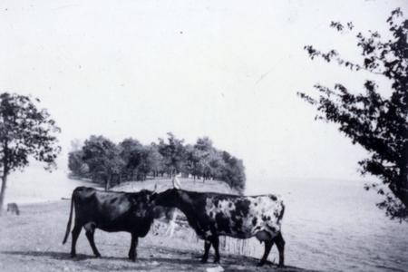 Cows on Picnic Point